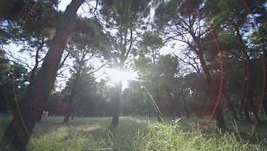 实拍逆光下的希望穿过树林的阳光视频的预览图